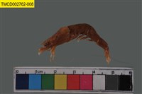 藏品(鬚赤對蝦)的圖片